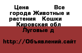 Zolton › Цена ­ 30 000 - Все города Животные и растения » Кошки   . Кировская обл.,Луговые д.